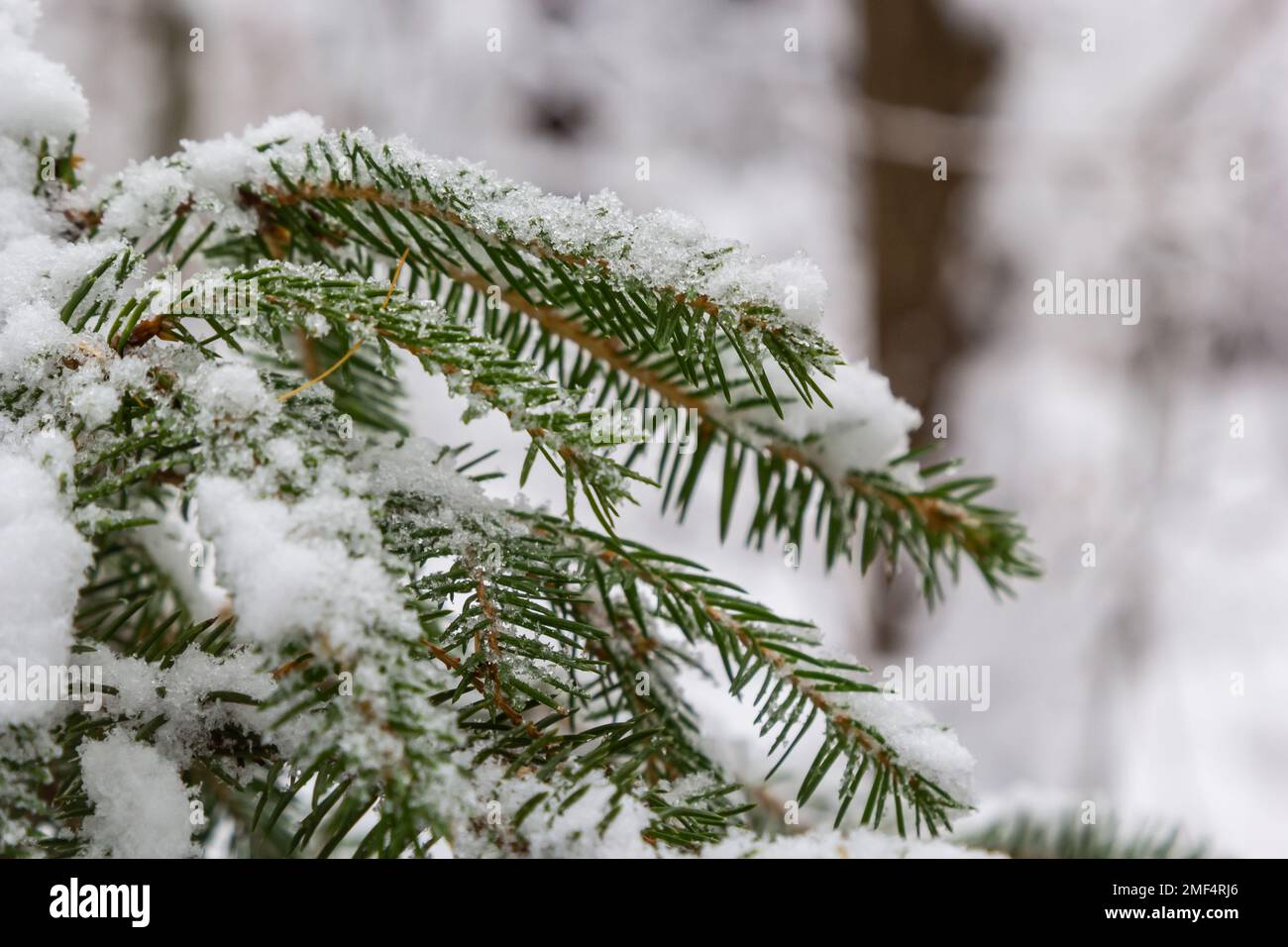 Bild: Tannenzweige mit Schnee bedeckt. Schneebedeckte Tannenzweige im Winter aus nächster Nähe. Schnee liegt auf der Fichte. Stockfoto