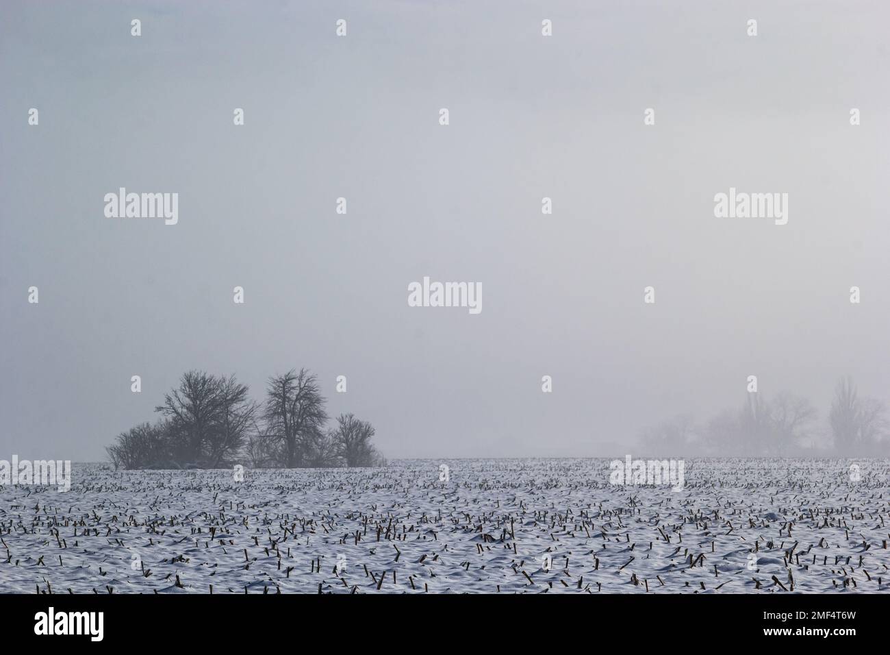 Winter verschneite frostige Landschaft. Der Wald ist schneebedeckt. Frost und Nebel im Park. Stockfoto