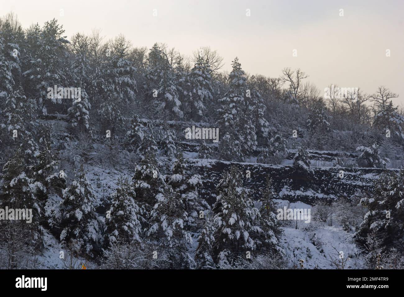 Winter verschneite frostige Landschaft. Der Wald ist schneebedeckt. Frost und Nebel im Park. Stockfoto