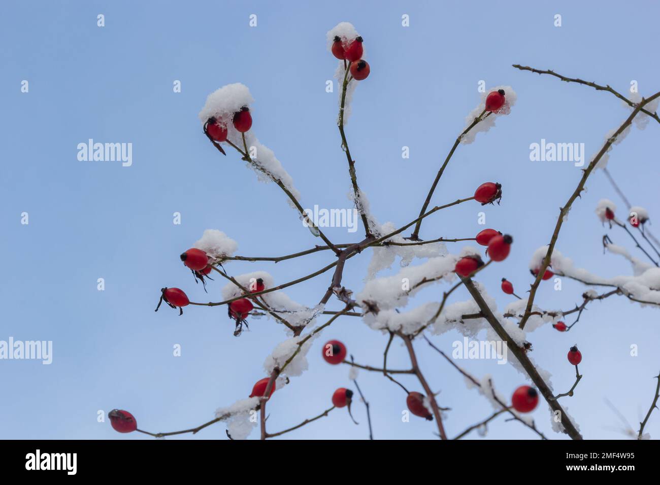 Verschneite rote Früchte von Rosenhüften im Winter unter dem Schnee an einem sonnigen Tag. Stockfoto