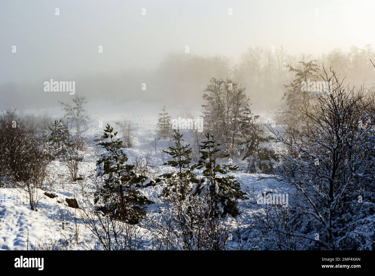 Winter verschneite frostige Landschaft. Der Wald ist schneebedeckt. Frost und Nebel im Park. Stockfoto