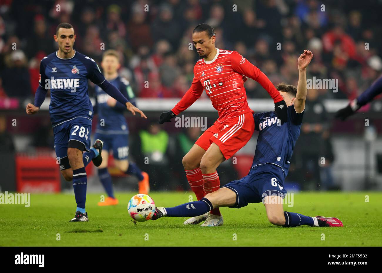 München, Deutschland. 24. Januar 2023. MÜNCHEN - JANUAR 24: Bundesliga-Spiel zwischen FC Bayern MŸnchen und 1. FC Kšln in der Allianz Arena am 24. Januar 2023 in München. Leroy Sane von Bayern München Eric Martel vom 1. FC Köln Fussball 1 Bundesliga Saison 2022/2023 Kredit: Diebilderwelt/Alamy Live News Kredit: Diebilderwelt/Alamy Live News Stockfoto