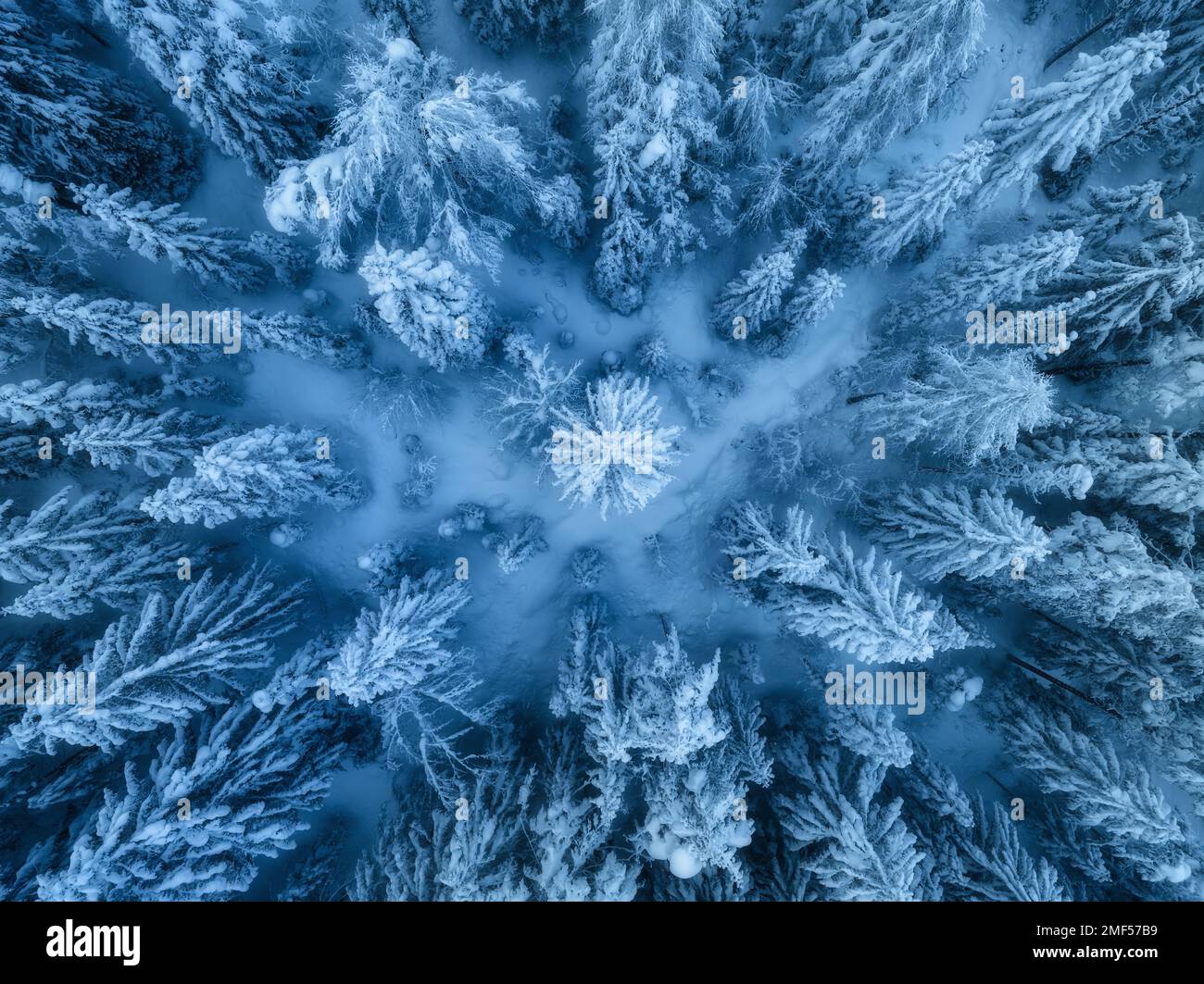 Blick aus der Vogelperspektive auf wunderschöne Kiefern im Schnee im wunderschönen Winter Stockfoto
