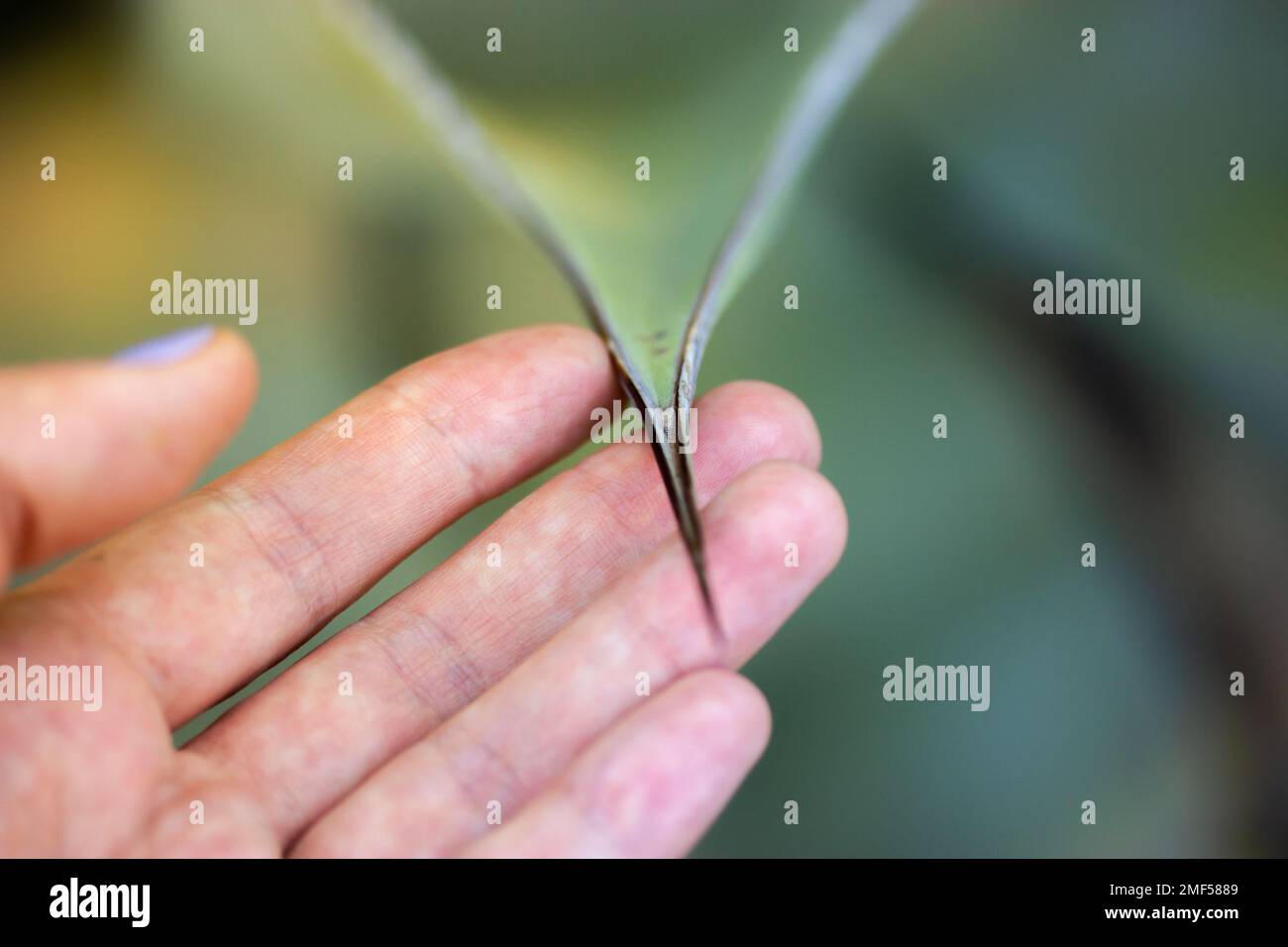 Ein riesiger langer schwarzer, scharfer Dorn von Agave fernandi regis in der Hand einer Frau auf grünem, natürlichem Hintergrund. Saftige, kaktgefährdende Wüstenpflanzen Stockfoto