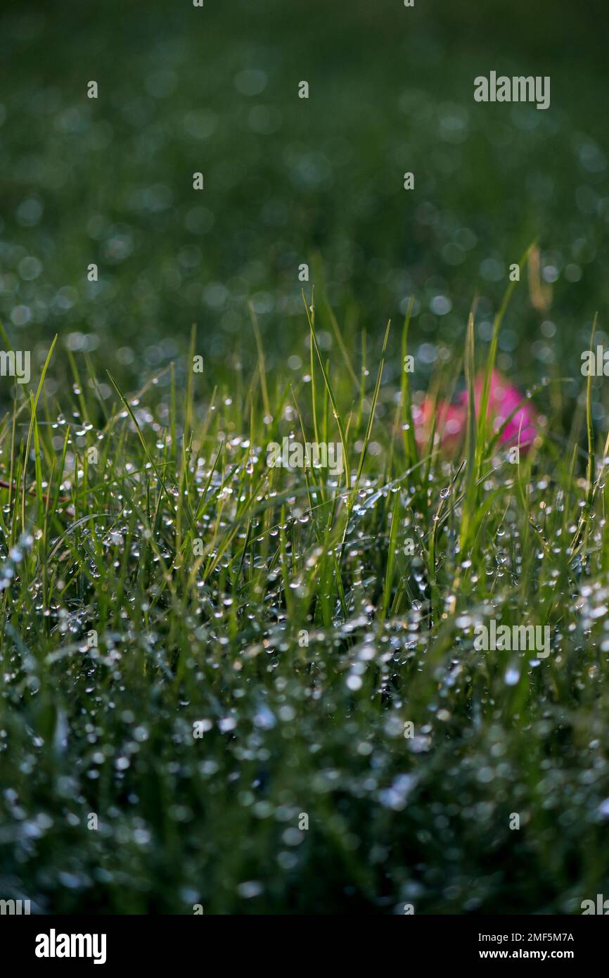Nahaufnahme von Wassertropfen am Morgen auf Gras Stockfoto