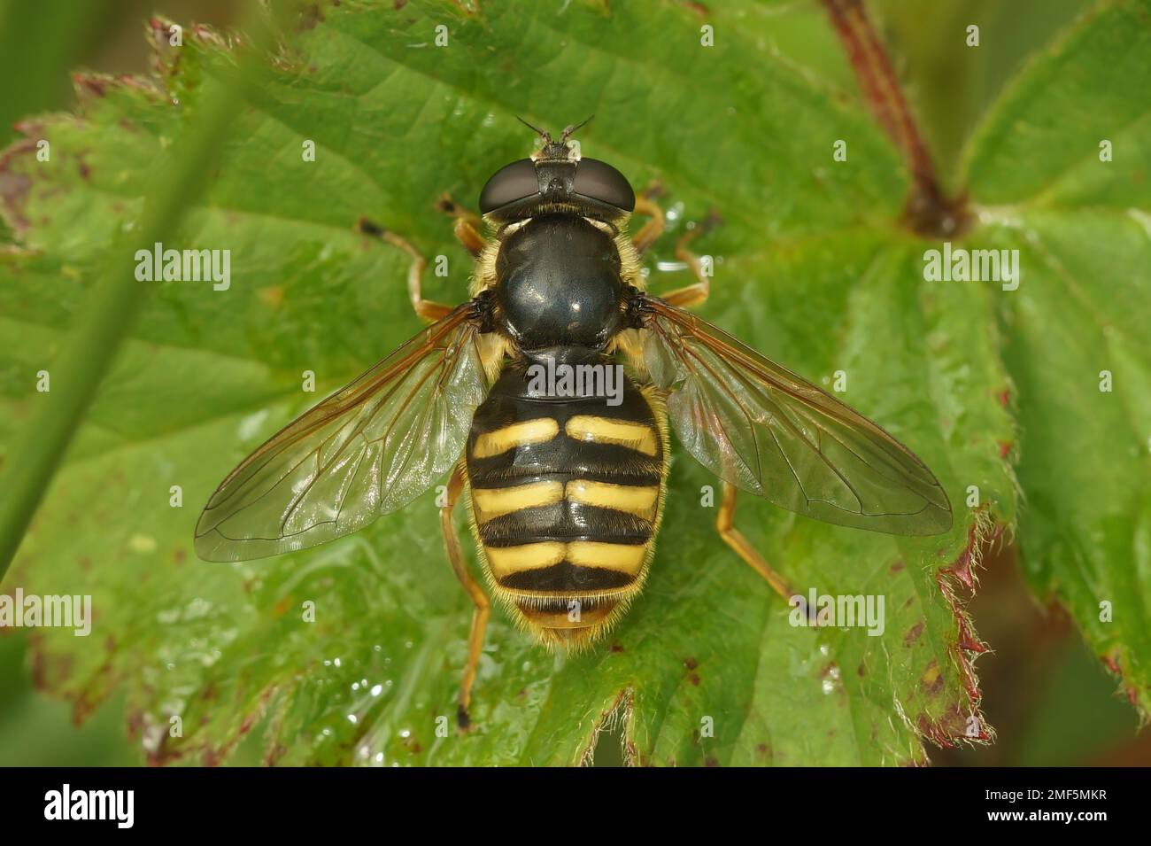 Natürliche Nahaufnahme der Torffffliege mit gelber Barre, Sericomyia silentis, Syrphidae, mit gespreizten Flügeln auf einem grünen Blatt Stockfoto