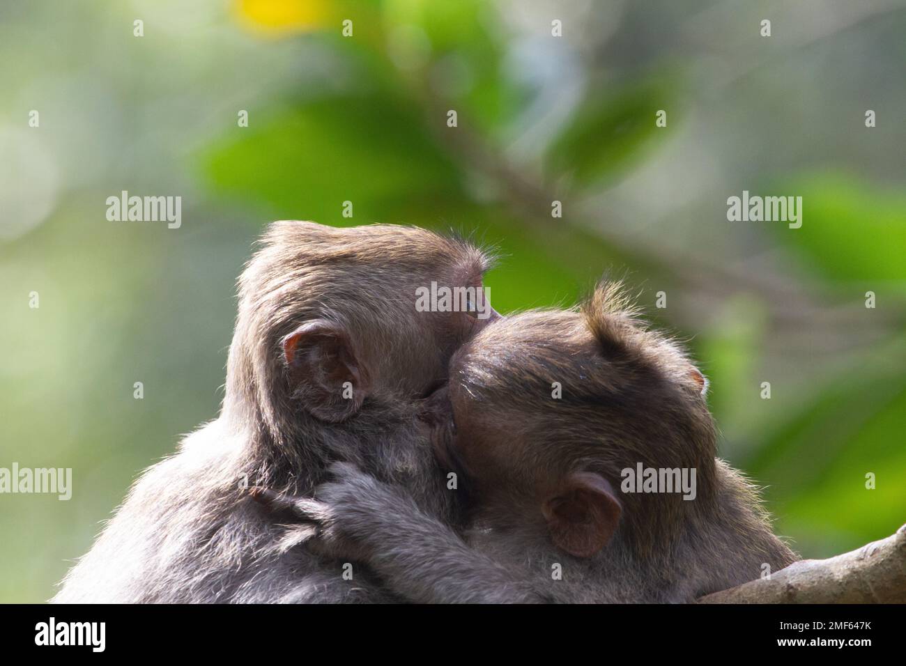 Ein schönes Paar Affen, die sich auf einem verschwommenen Hintergrund umarmen Stockfoto