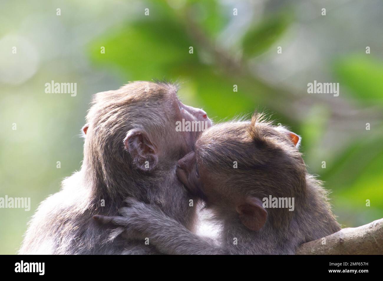 Ein schönes Paar Affen, die sich auf einem verschwommenen Hintergrund umarmen Stockfoto