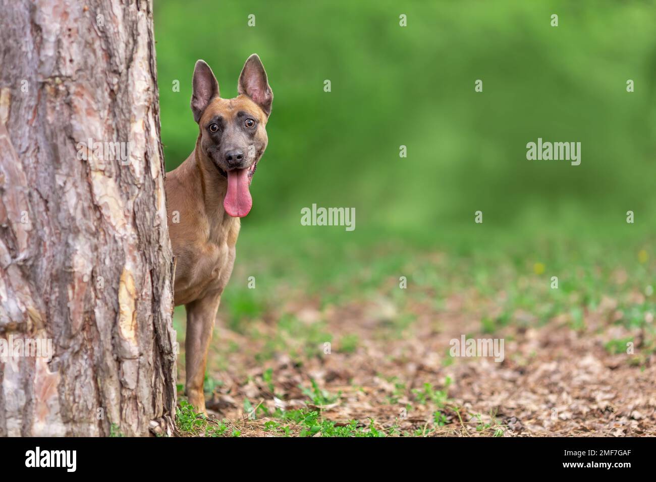 Der junge lustige malinois züchtet einen Hund mit Zunge, der sich hinter dem Baumstamm versteckt, in der Sommerlandschaft Stockfoto