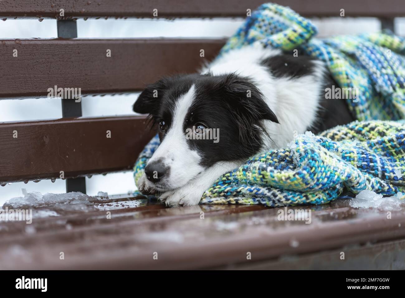 Trauriger Hund von Border Collie, der auf einer Bank lag, bedeckt mit einer Decke in kalter WinterNatur Stockfoto