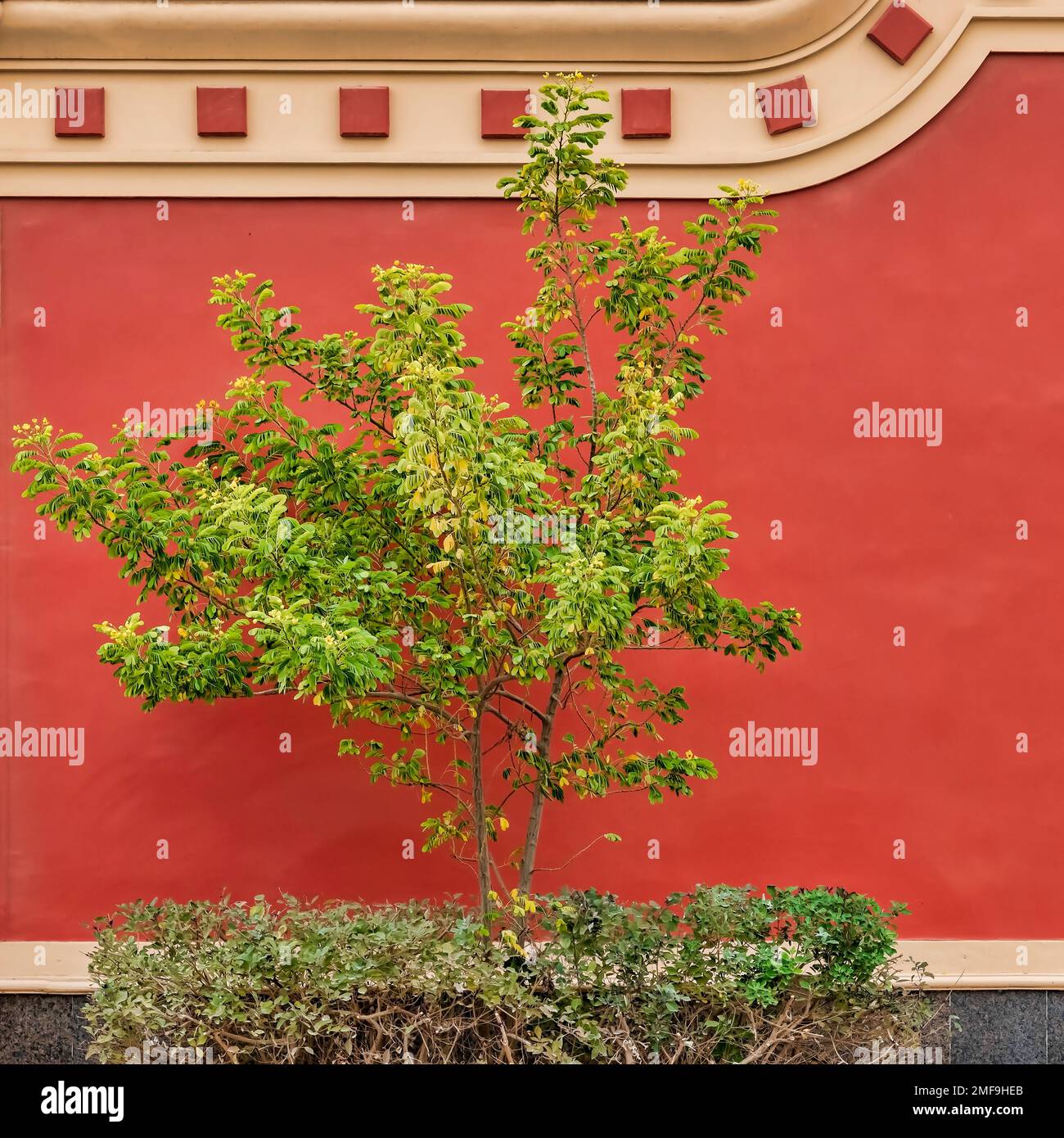 Baum auf rotem Hintergrund Stockfoto