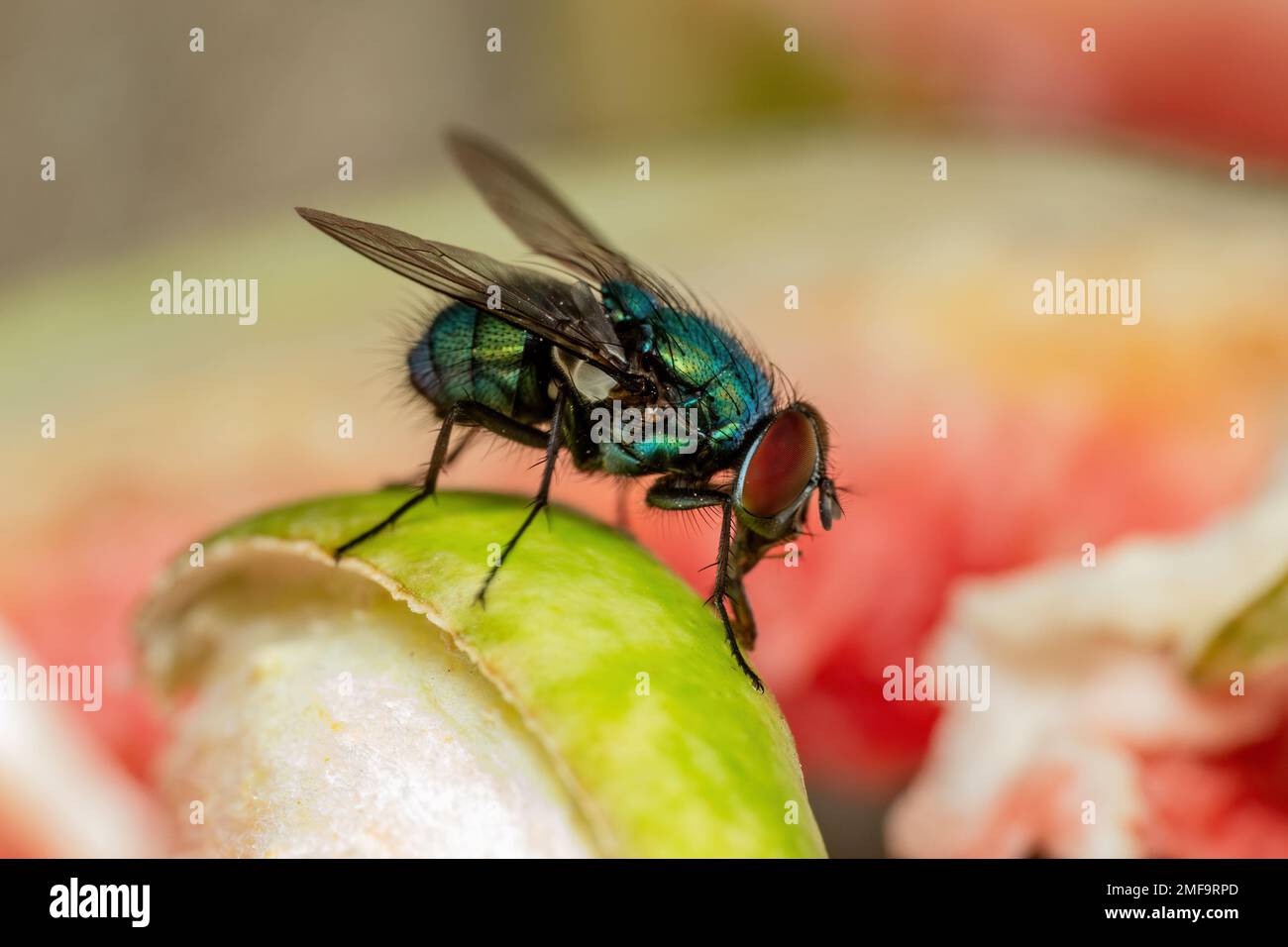 House Fly, Flesh Fly oder Meat Fly Sarcophagidae Parasit Insektenpest auf Obst. Gefahr von Krankheitsvektor, Erregerübertragung oder Ausbreitung von Infektionserregern Stockfoto