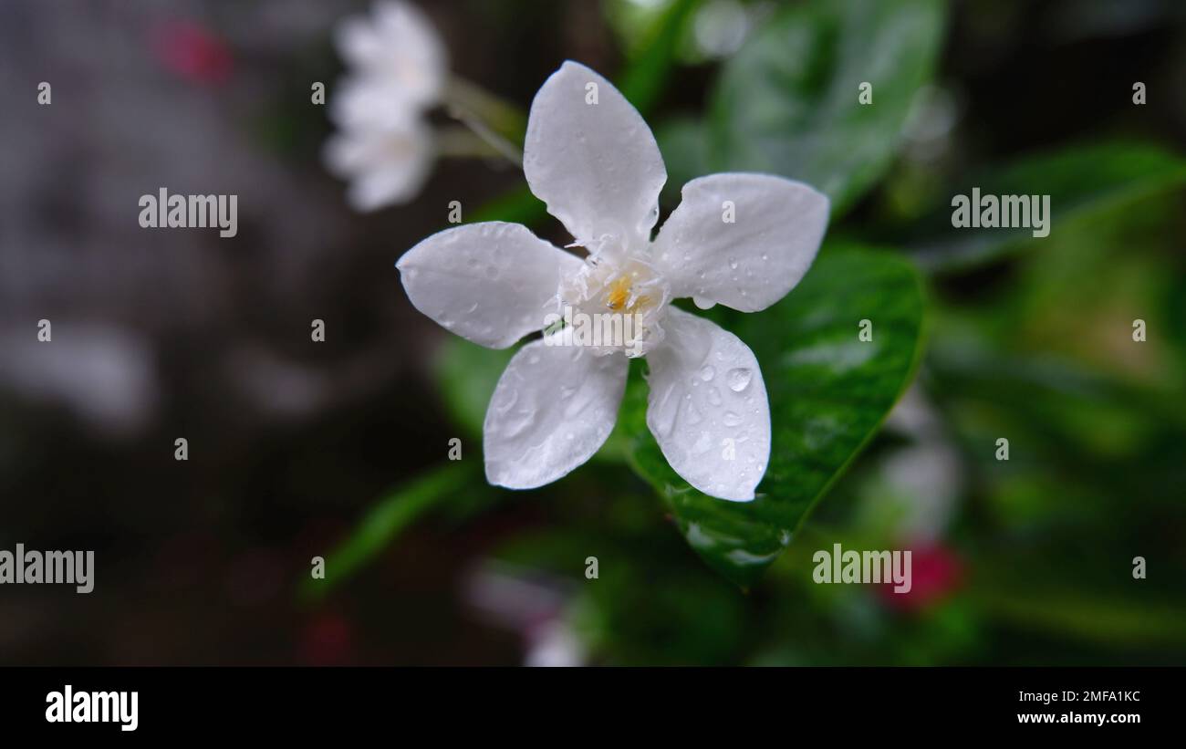 Nahaufnahme von zwei weißen und wunderschönen Jasminblüten, die nass sind mit Wassertropfen auf den Blütenblättern Stockfoto