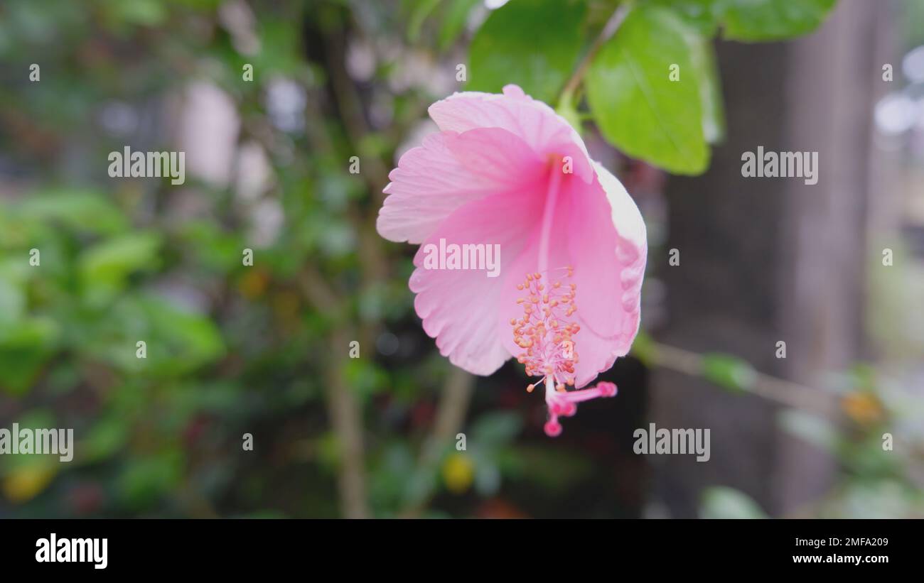 Eine Nahaufnahme der rosafarbenen Hibiskuspflanzen, die am Morgen blühen werden Stockfoto