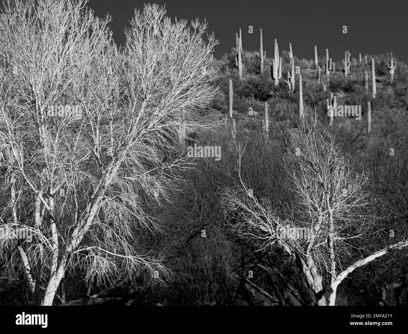 Der Saguaro Lake in der Nähe von Phoenix Arizona ist ein Erholungsgebiet mit Staudamm und vielen Fisch-, Vogel- und Tierarten Stockfoto