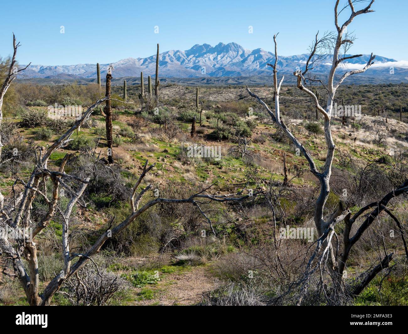 Der legendäre Four Peaks Mountain und die umliegende Bergkette nahe Phoenix Arizona sind mit seltenem Schnee übersät, der einer schnelllebigen Kaltfront folgt Stockfoto