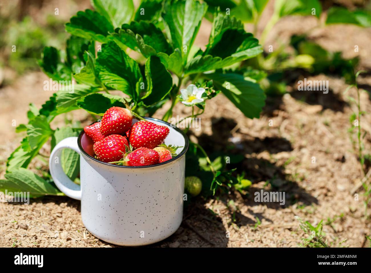 Leckere, reife Erdbeeren im Garten. Stockfoto