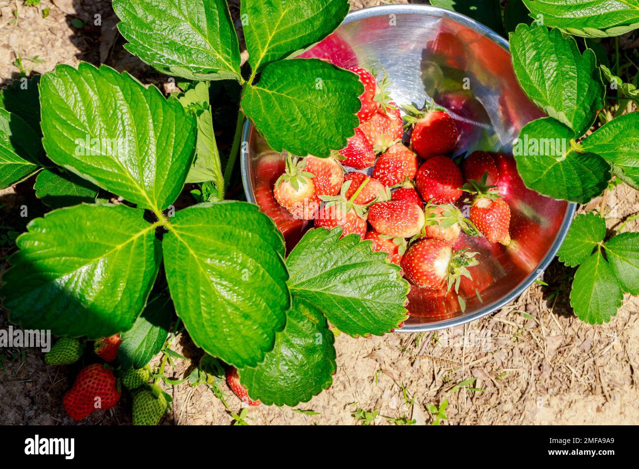 Garten voller frischer biologischer Erdbeeren, die reif sind und gepflückt werden können. Stockfoto