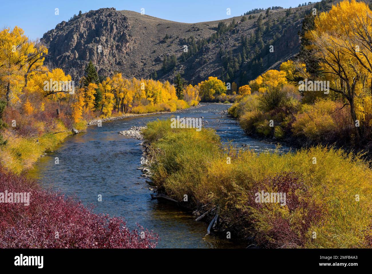 Herbst am Gunnison River - Panoramablick auf den gewundenen Gunnison River im Süden von Almont an einem sonnigen Herbstmorgen. Gunnison, Colorado, USA. Stockfoto