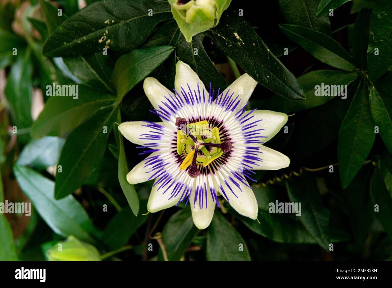 Blaue Passionsblume Passiflora Stockfoto