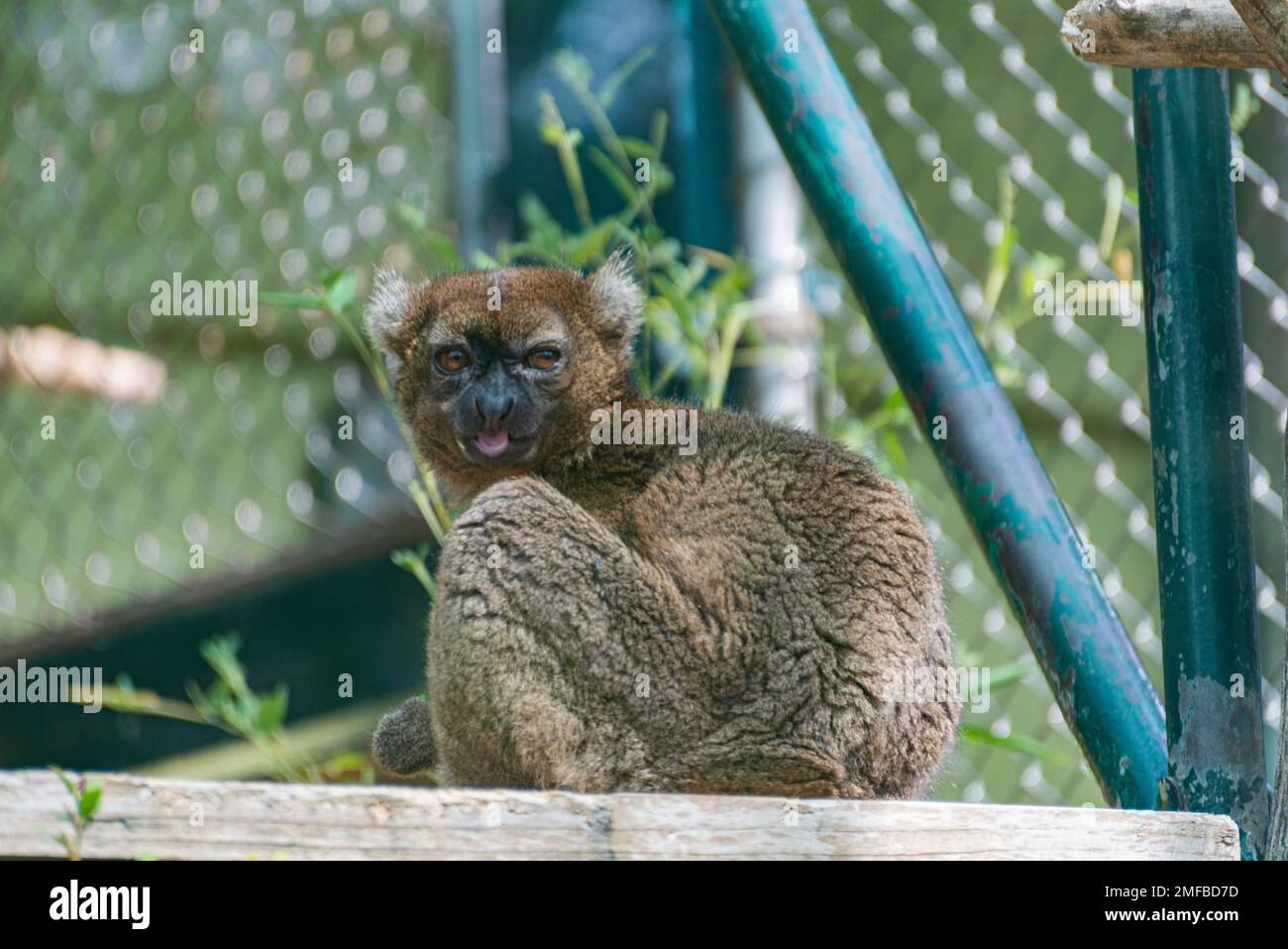 Großbambus Lemur (Prolemur simus) im Zoo Stockfoto