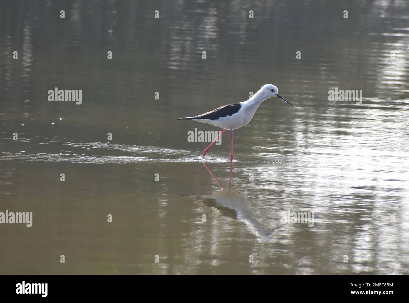 Ahmedabad, Gujarat, Indien. 22. Januar 2023. Schwarzflügelsteine waten im Wasser des Thol-Sees. Das Thol-Vogelschutzgebiet ist ein Feuchtgebiet und wichtiger Lebensraum für die auf der Liste der IUCN (International Union for Conservation of Nature) aufgeführten bedrohten Arten und unterstützt im Winter mehr als 20.000 Wasservögel. In der Wandersaison beherbergt das Feuchtgebiet regelmäßig mehr als 5000 Glossy Ibis. (Kreditbild: © Ashish Vaishnav/SOPA Images via ZUMA Press Wire) NUR REDAKTIONELLE VERWENDUNG! Nicht für den kommerziellen GEBRAUCH! Stockfoto