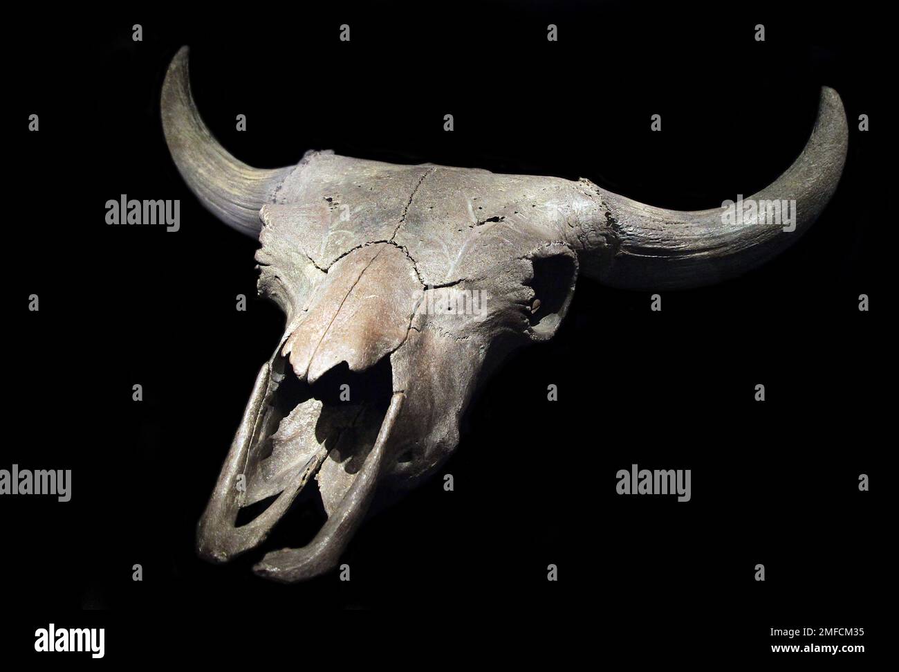 Schädel einer Steppe Bison. Fossilierte Überreste der Steppe Bison. Bison priscus. Europäisches Steppe Bison. Ausgestorbene Bison-Arten. Find site;Niederlande Stockfoto