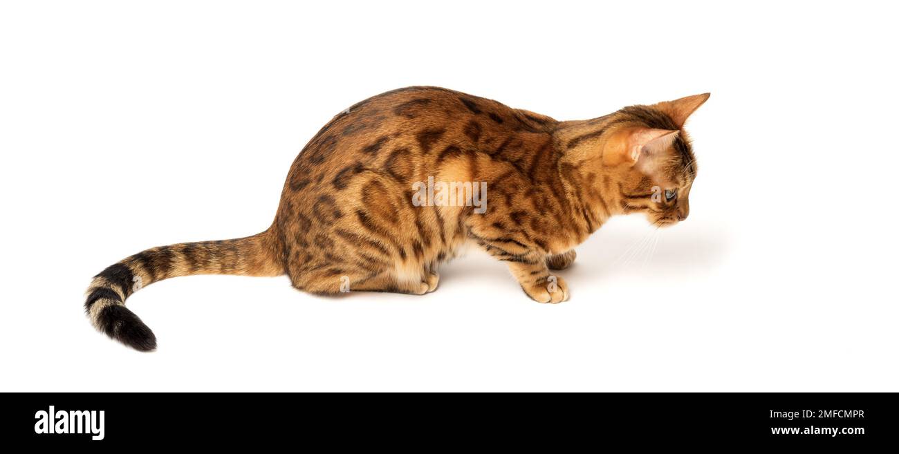 Bengal Katze auf weißem Hintergrund sitzt seitlich, schaut zur Seite. Stockfoto