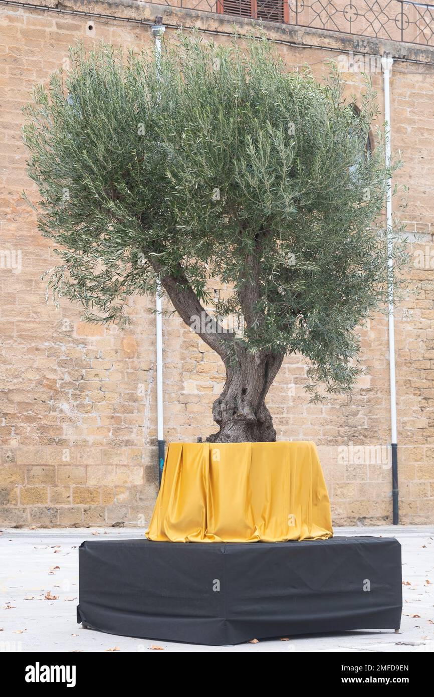 Olivenbaum in einem groen Topf fr die Landschaftsgestaltung im Freien  Restaurant Stockfotografie - Alamy