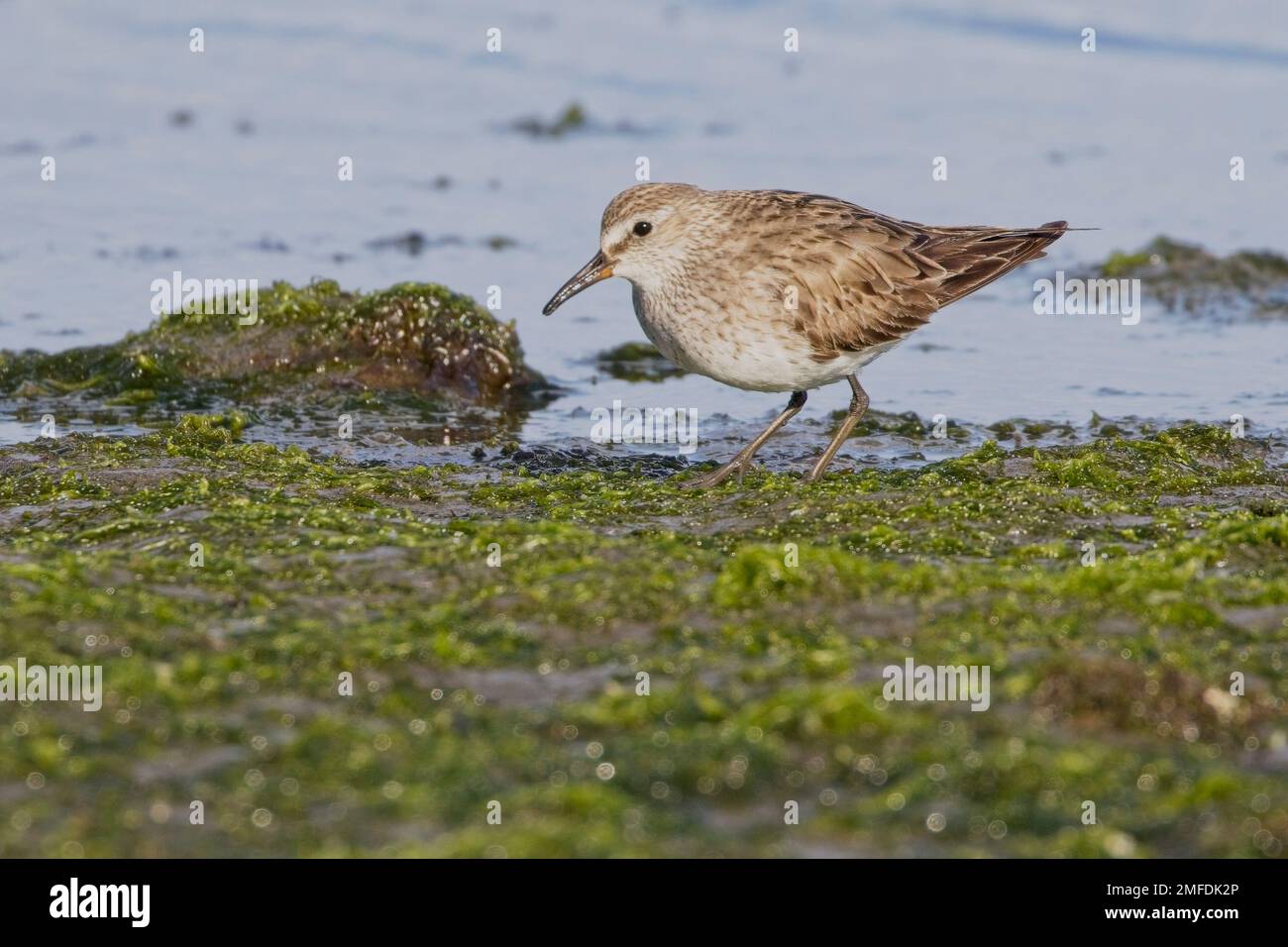 Weißer Sandpiper (Calidris fuscicollis) im Wintergefieder an der Küste, Tierra del Fuego, Patagonien, Argentinien. Stockfoto