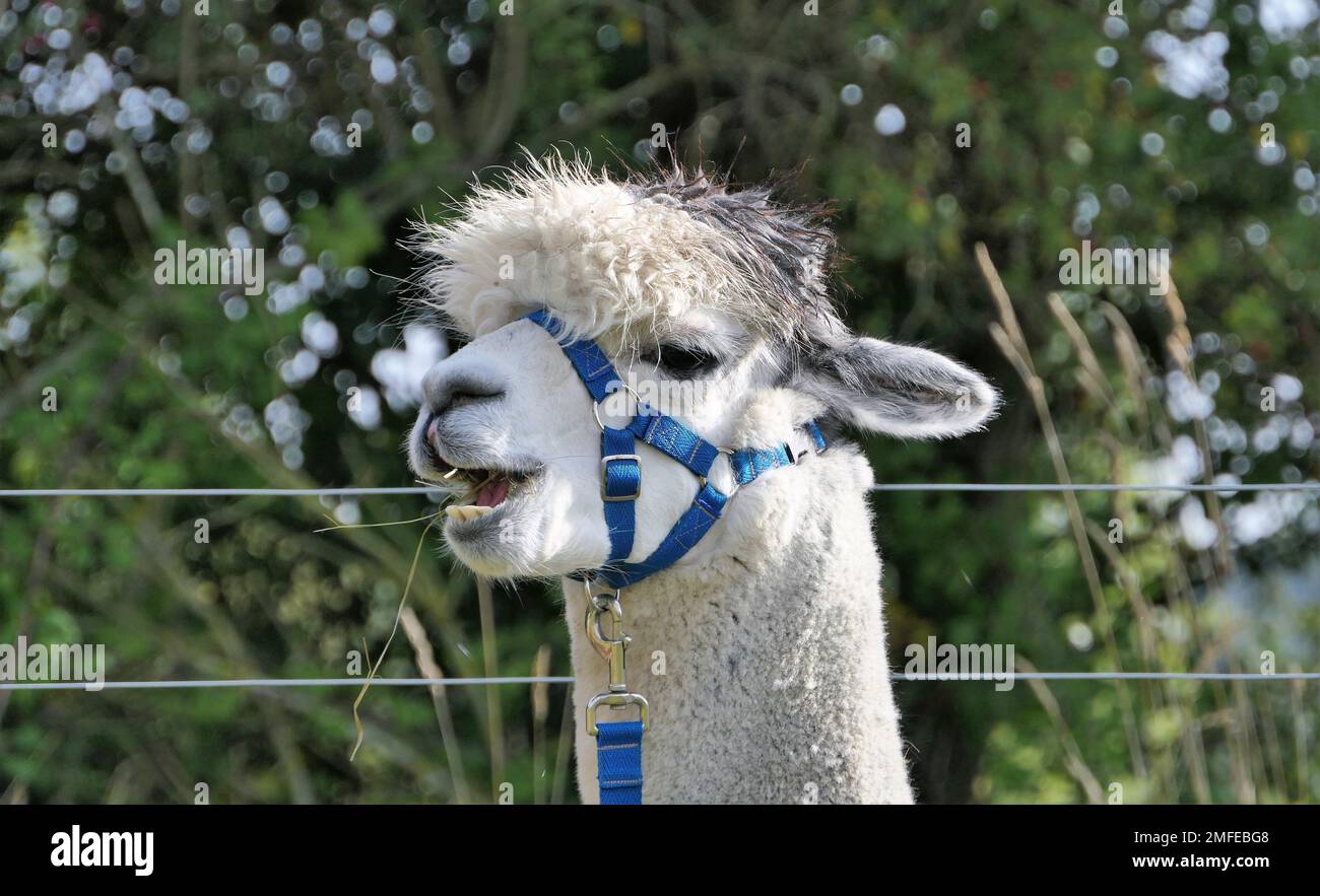 Alpaka farm Stockfoto