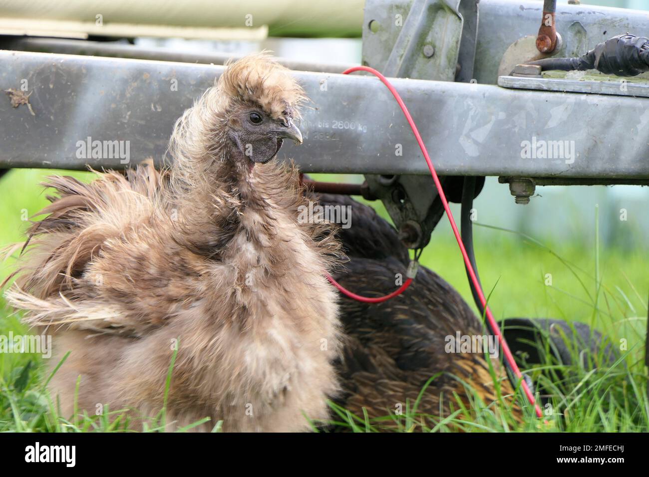 Alpaka farm Stockfoto