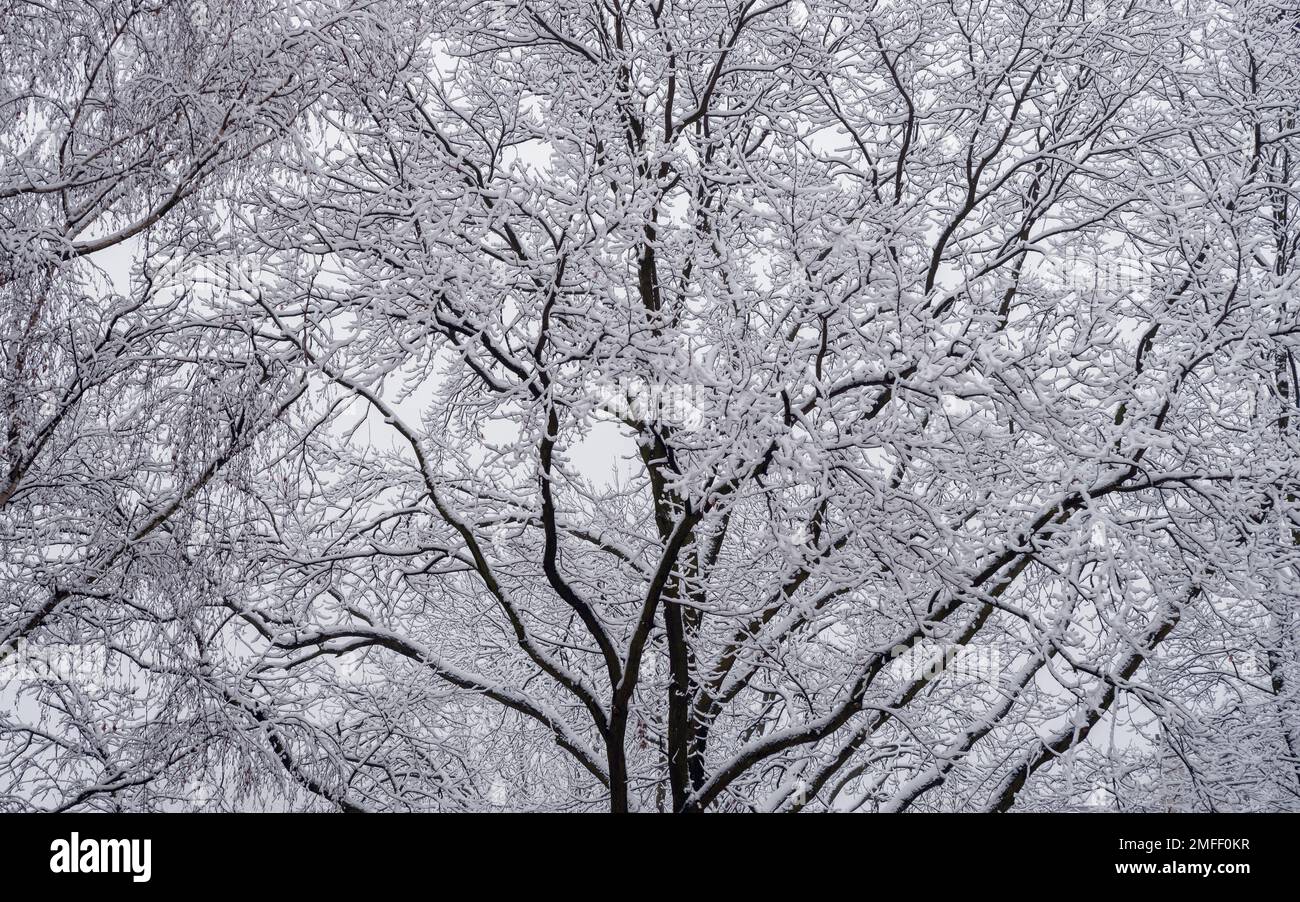 Blattlose Silhouette der Äste und Boughs des mit Schnee bedeckten Baumes. Wunderschöne Winterlandschaft. Stockfoto