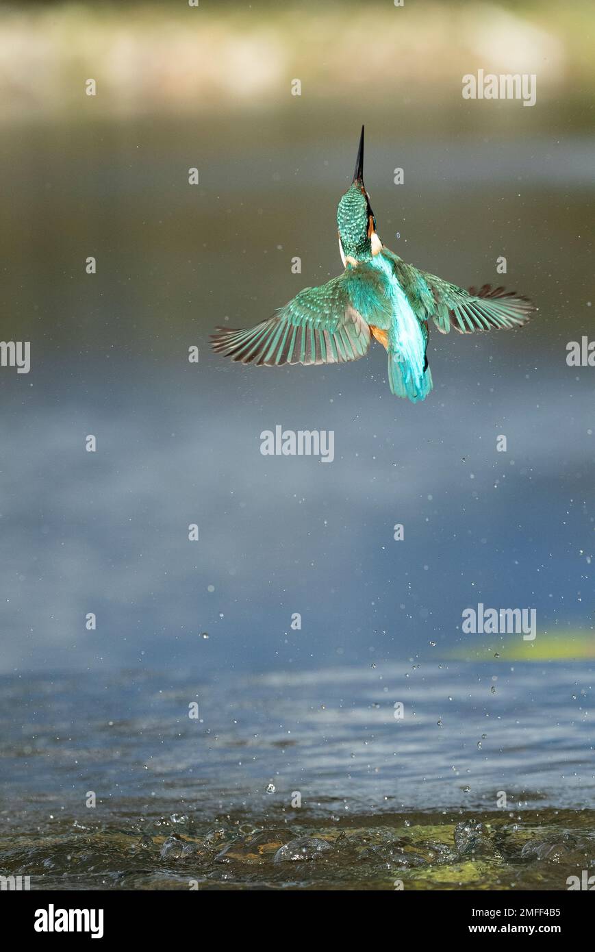 Gemeiner Kingfisher, männlicher Fischfang in einem Fluss eines mediterranen Waldes mit den letzten Muscheln des Nachmittags Stockfoto