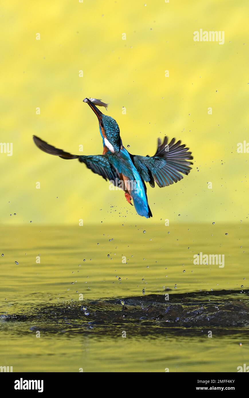 Gemeiner Kingfisher, männlicher Fischfang in einem Fluss eines mediterranen Waldes mit den letzten Muscheln des Nachmittags Stockfoto