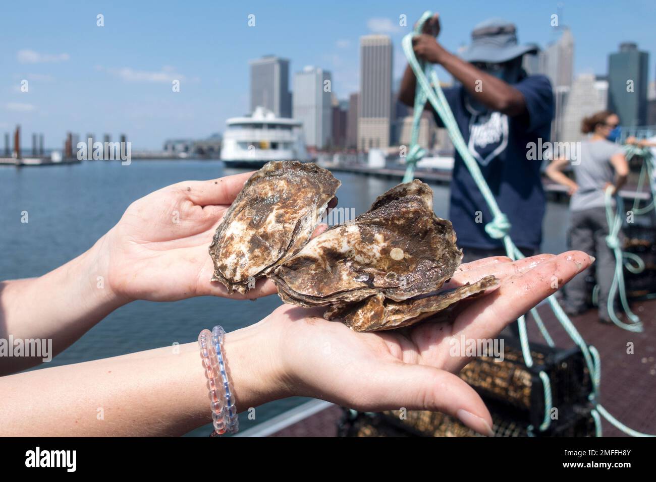 Billion Oyster Project workers place oysters in the water from a pier