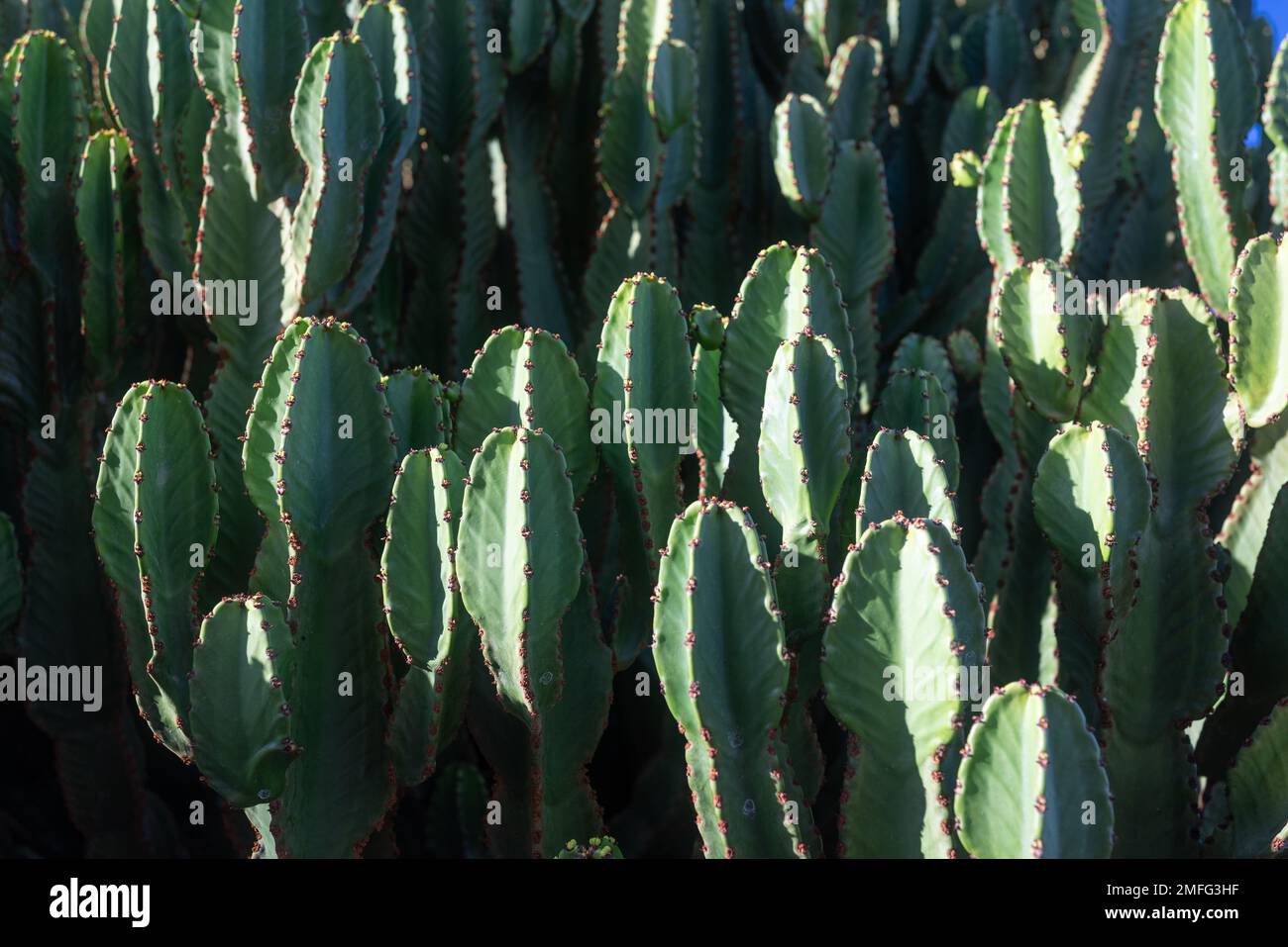 Meist verschwommene Nahaufnahme von Kanarischen Inseln-Grabtupfern. Euphorbia canariensis Stockfoto