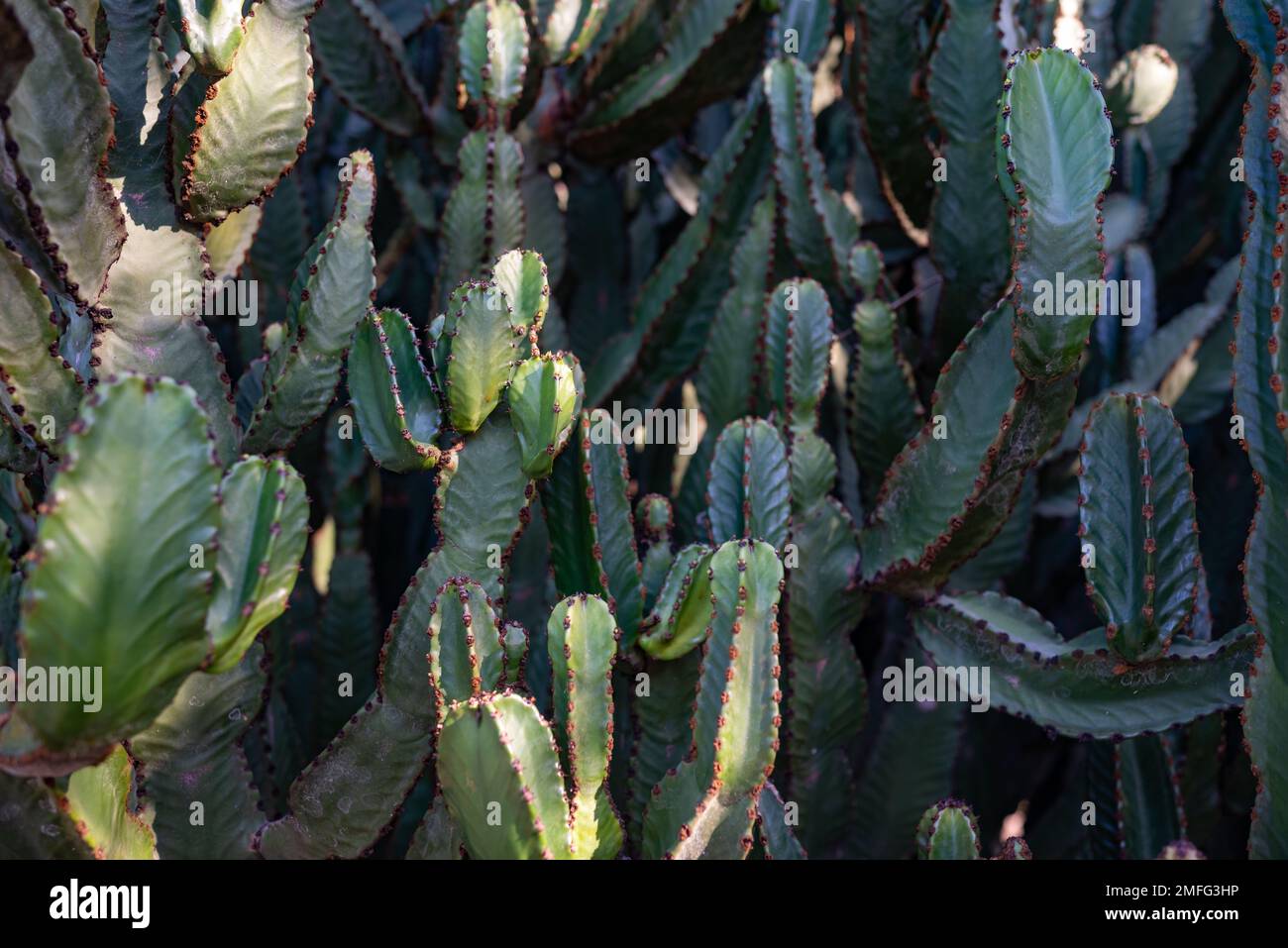Meist verschwommene Nahaufnahme von Kanarischen Inseln-Grabtupfern. Euphorbia canariensis Stockfoto