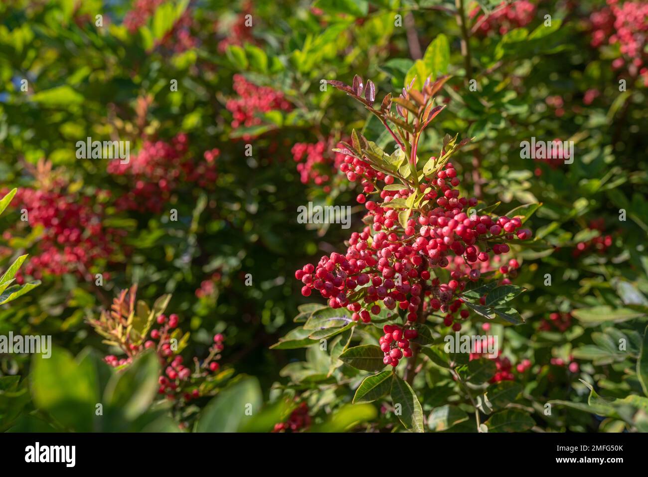 Rote Beeren von Nandina domestica, himmlischer Bambus oder heiliger ...