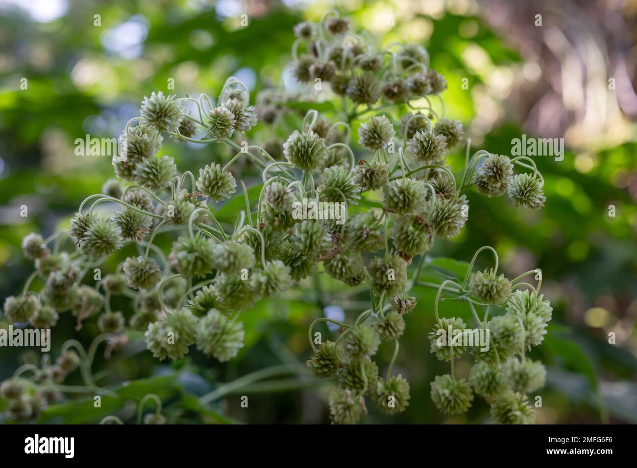 Hellgrüne Blüten von Montanoa hibiscifolia benth oder Anzac-Blüten Stockfoto