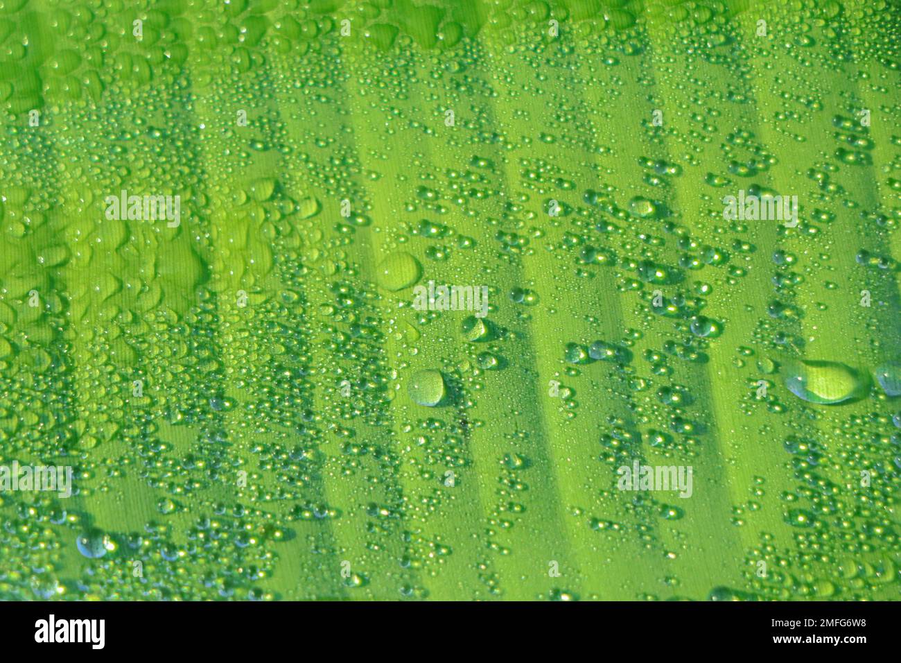 Makrohintergrund grüner Bananenblätter mit Wassertropfen in asien Stockfoto