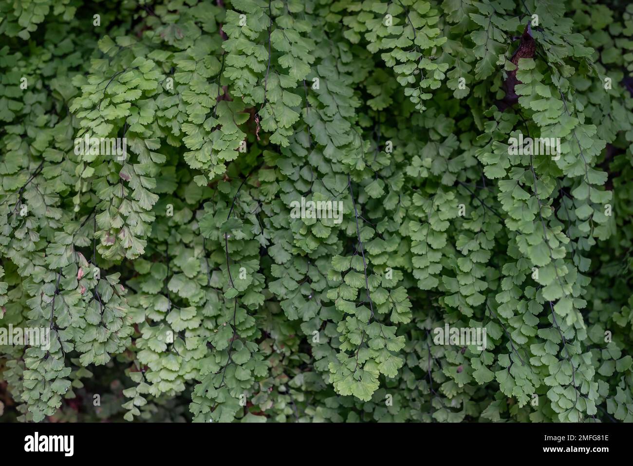 Meist verschwommene Maidenhair-Farnstruktur. Grün hinterlässt Hintergrund Stockfoto