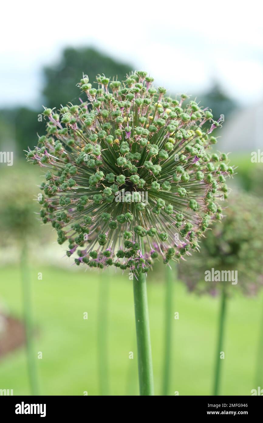 Eine Nahaufnahme eines kugelförmigen Kopfes einer Zwiebel, persischer Schalotte, mit über 100 sternförmigen Blumen, auf einem hohen, schlanken Stiel, in einem Garten Stockfoto