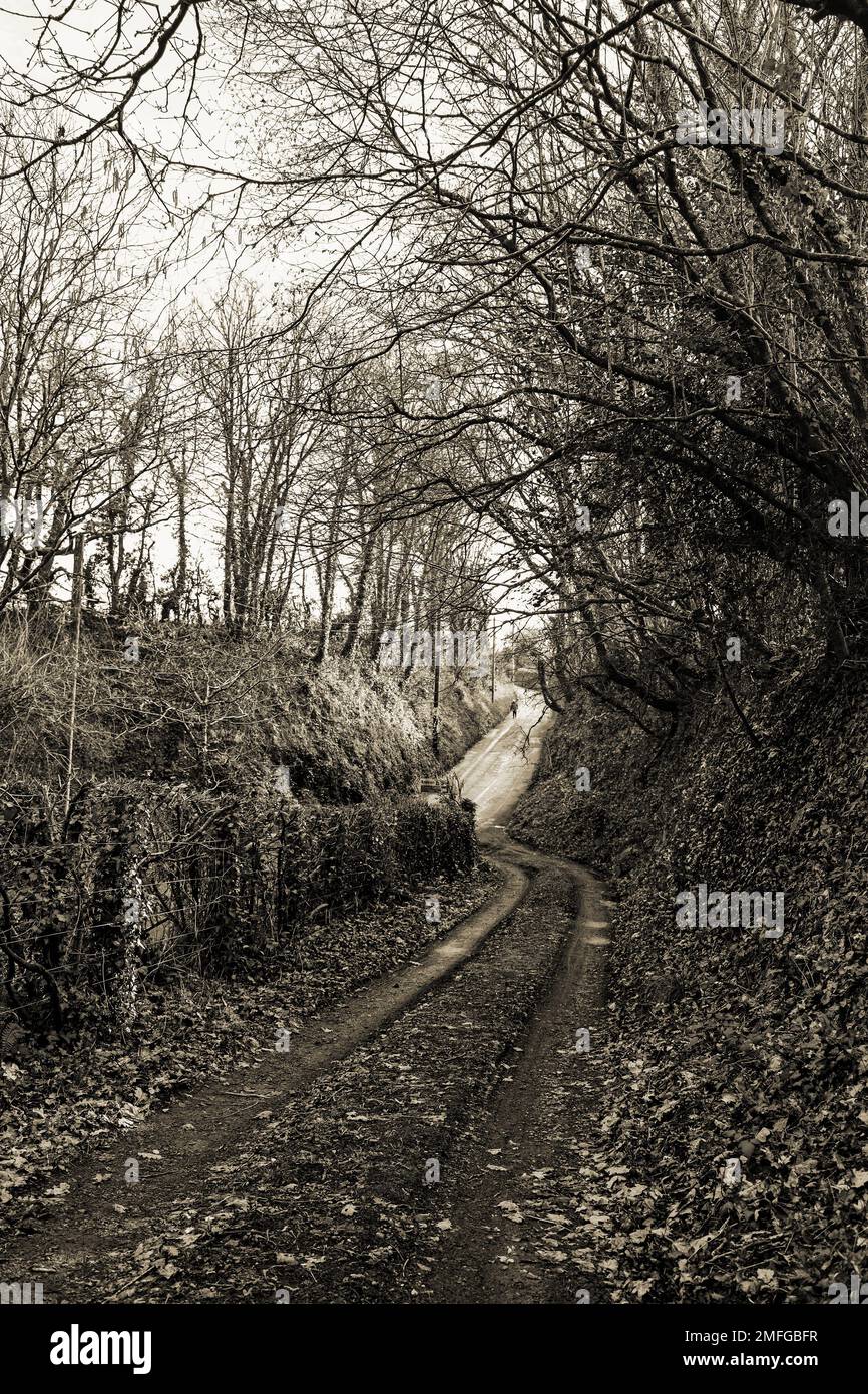 Landstraße, die Route zum Bahnhof Bere Alston in West Devon Stockfoto
