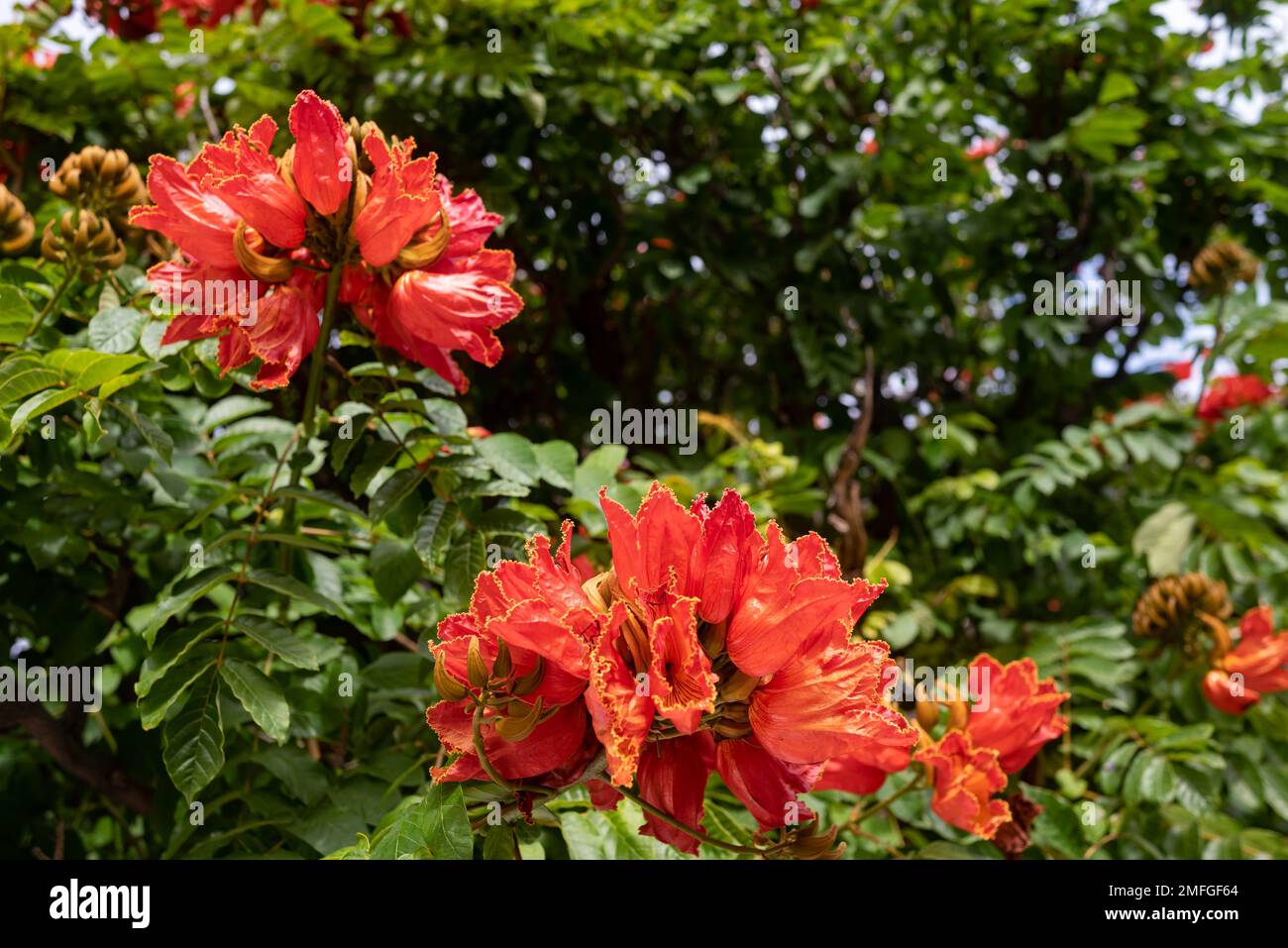 Afrikanische Tulpenbaum-Blume. Orangenblüten schließen sich zwischen grünen Blättern zusammen Stockfoto