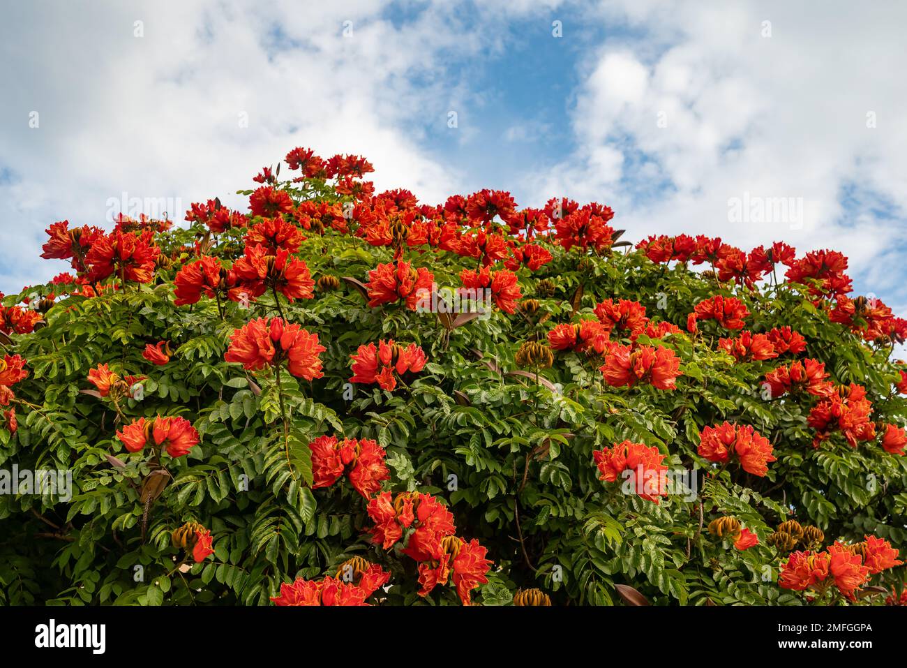 Afrikanische Tulpenbäume im Himmelshintergrund Stockfoto