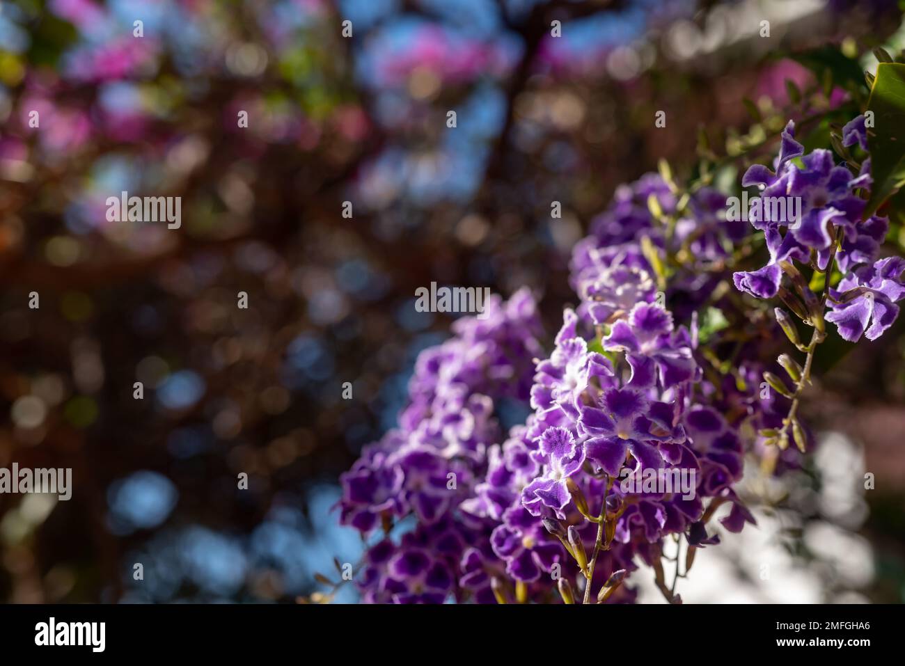 Flieder- oder Lavendelblüten aus goldenen Tautropfen, Skyflower oder duranta erecta Stockfoto