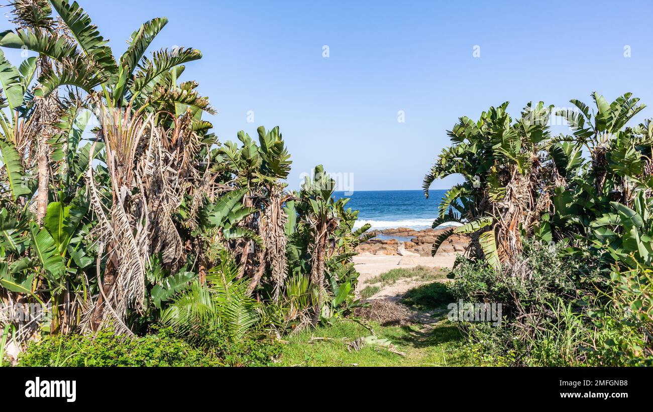 Beach Pathway tropische grüne Bäume zur felsigen blauen Küste am Meer. Stockfoto