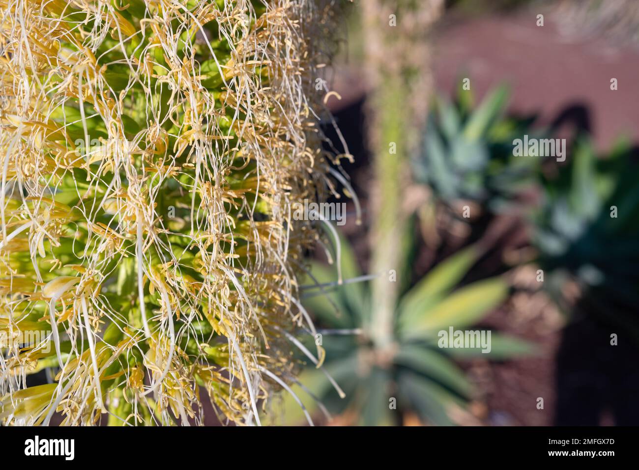 Meist verschwommene Nahaufnahme der weiß-gelben Blume der Fuchsschwanz-Agave Stockfoto