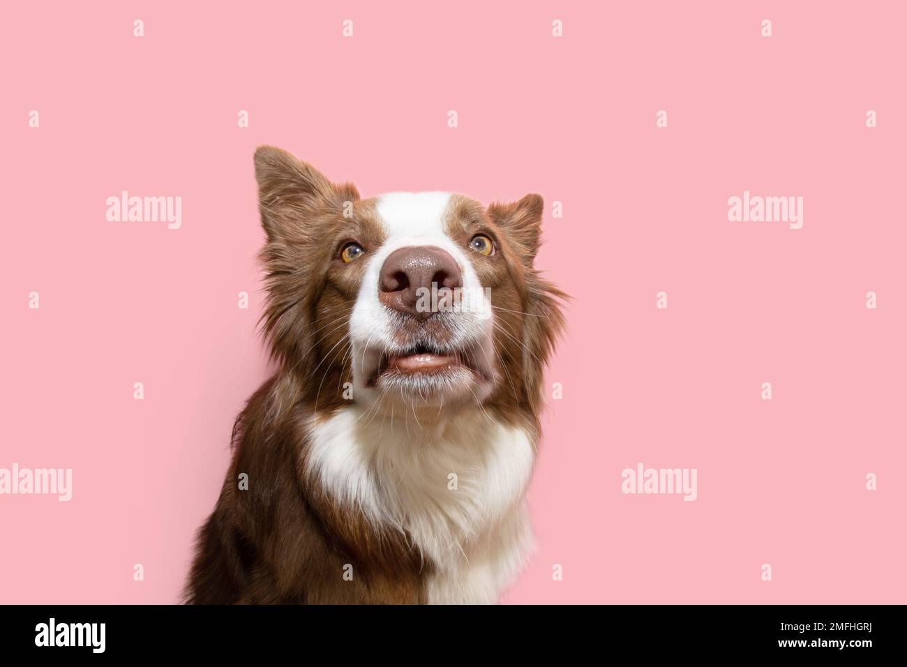 Lustiger, im Porträt aufgestellter Collie-Hund, der in die Kamera schaut. Isoliert auf rosa Pastellfarben Stockfoto